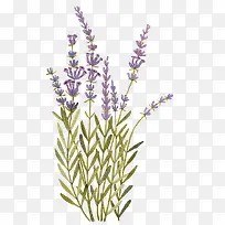 薰衣草-空若网 薰衣草-空若网