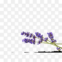 ޹�²�-������