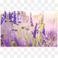 薰衣草-空若网 薰衣草-空若网