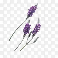 薰衣草-空若网 薰衣草-空若网