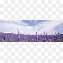 ޹�²ݱ���-������