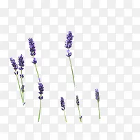 薰衣草几颗薰衣草-空若网 薰衣草几颗薰衣草-空若网