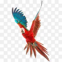 红翅膀鹦鹉-空若网 红翅膀鹦鹉-空若网