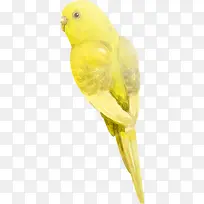 手绘鹦鹉创意插画-空若网 手绘鹦鹉创意插画-空若网