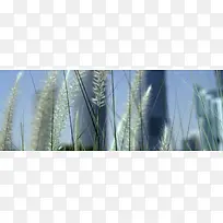 ��ԼС��-������