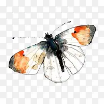 白色飞蛾手绘-空若网 白色飞蛾手绘-空若网