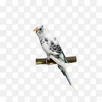 ��ɫ����ͼƬ-������