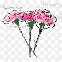 手绘康乃馨-空若网 手绘康乃馨-空若网