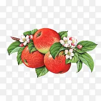 苹果树枝-空若网 苹果树枝-空若网