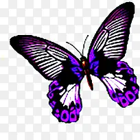 摄影夏日蝴蝶效果-空若网 摄影夏日蝴蝶效果-空若网