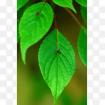 景深效果景深效果摄影-空若网 景深效果景深效果摄影-空若网