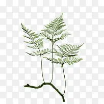 兔脚蕨树枝装饰-空若网 兔脚蕨树枝装饰-空若网