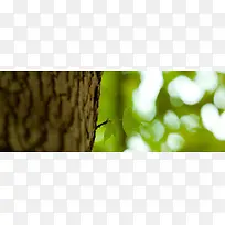 大树-空若网 大树-空若网