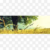 大树-空若网 大树-空若网