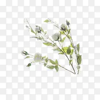 �����µ���֦-������