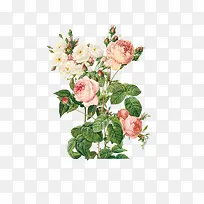 手绘花朵鲜花多种花束-空若网 手绘花朵鲜花多种花束-空若网