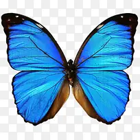 蝴蝶羽毛翅膀-空若网 蝴蝶羽毛翅膀-空若网