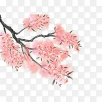 春天樱花树枝绿叶-空若网 春天樱花树枝绿叶-空若网