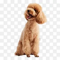 狗泰迪犬贵宾犬-空若网 狗泰迪犬贵宾犬-空若网