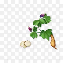 葛根插画免扣-空若网 葛根插画免扣-空若网