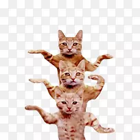 为什么猫不秃头呢?英国速记猫埃及毛猎豹猫可爱-空若网 为什么猫不秃头呢?英国速记猫埃及毛猎豹猫可爱-空若网