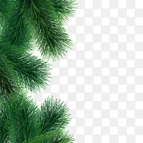 绿色的树叶松枝树-空若网 绿色的树叶松枝树-空若网