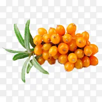 沙棘 沙漠 植物果实 水果-空若网 沙棘 沙漠 植物果实 水果-空若网
