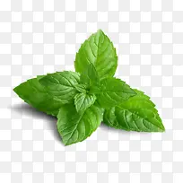 蔬菜 薄荷 叶子-空若网 蔬菜 薄荷 叶子-空若网