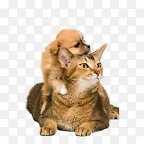 动物 狗 猫 小动物-空若网 动物 狗 猫 小动物-空若网