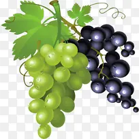手绘新鲜葡萄矢量素材图-空若网 手绘新鲜葡萄矢量素材图-空若网