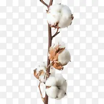 һ��ľ�޻�֦-������