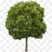 关于树的各种素材1-空若网 关于树的各种素材1-空若网