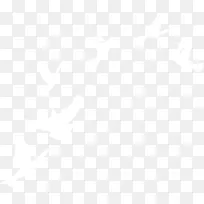 白色和平鸽-空若网 白色和平鸽-空若网