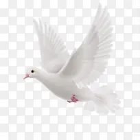 白色和平飞鸽-空若网 白色和平飞鸽-空若网