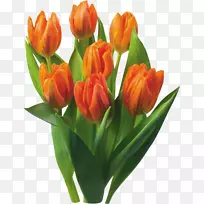 郁金香开花球茎风信子郁金香-空若网 郁金香开花球茎风信子郁金香-空若网