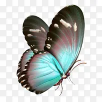 创意彩色蝴蝶二-空若网 创意彩色蝴蝶二-空若网