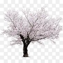 樱花 花卉 植物 盛开 树枝 自然 粉色-空若网 樱花 花卉 植物 盛开 树枝 自然 粉色-空若网