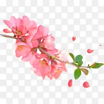 水彩桃花png-空若网 水彩桃花png-空若网