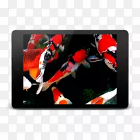 雪莲雪糕三明治壁纸-锦鲤-空若网 雪莲雪糕三明治壁纸-锦鲤-空若网