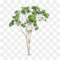 һ������ɫ����֦�ز�-������