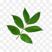 ��Ƭ��ҶС��֦-������