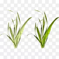 �ݲݱ�ֲ�������.«έ-������