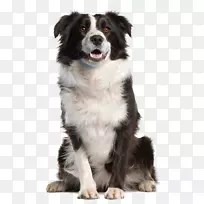 边境牧羊犬,斗牛犬,猎犬,比格犬-PNG图片-空若网 边境牧羊犬,斗牛犬,猎犬,比格犬-PNG图片-空若网