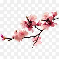 一只粉红的桃花-空若网 一只粉红的桃花-空若网