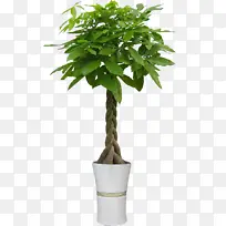 五辨发财树 高盆-空若网 五辨发财树 高盆-空若网