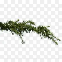 ��ɫ������֦Ѿ-������