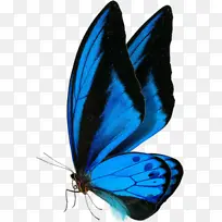 好美丽的蝴蝶-空若网 好美丽的蝴蝶-空若网