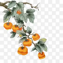 手绘霜降柿子素材-空若网 手绘霜降柿子素材-空若网