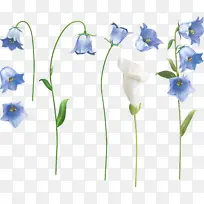 各种形态风铃草-空若网 各种形态风铃草-空若网