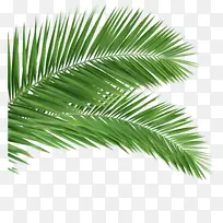 树叶,绿叶,树枝,绿植,松针,夏天-空若网 树叶,绿叶,树枝,绿植,松针,夏天-空若网